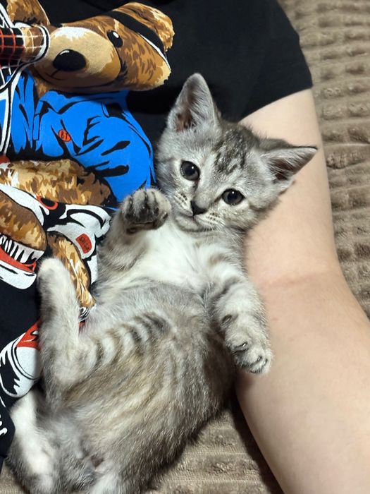 Котенок 3 месяца девочка