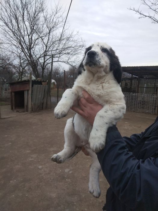 Femelă de Asia Centrala