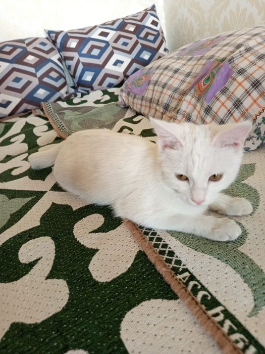 Котята ищут любящие дома!