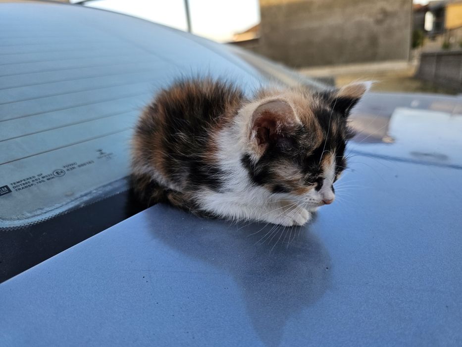 Mushuk bolalari xadiyaga beriladi