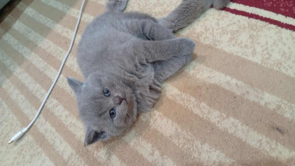 Детки скоттиш фолд и скоттиш страйт