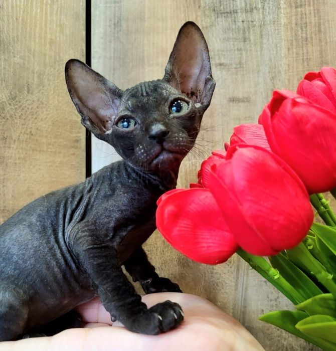 Котята канадского сфинкса
