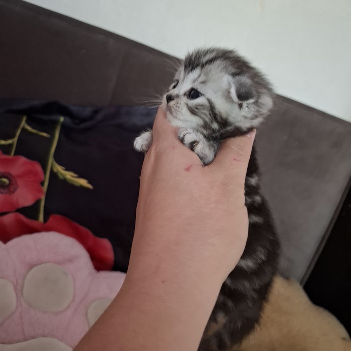 Шотландские вислоухие котята