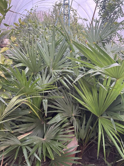 Trakapus zimniy palma