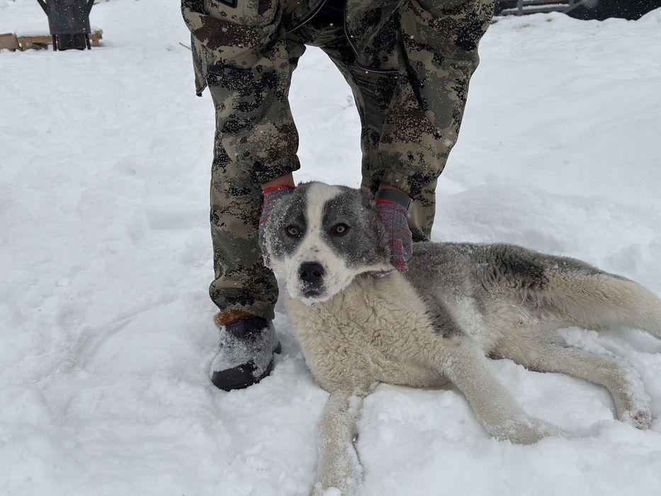 Продаются щенки! Тобет!