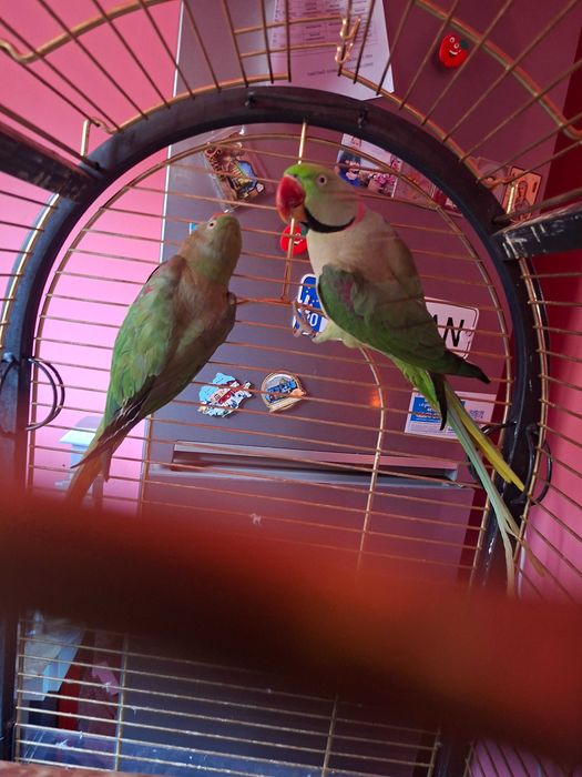Papagali exotici