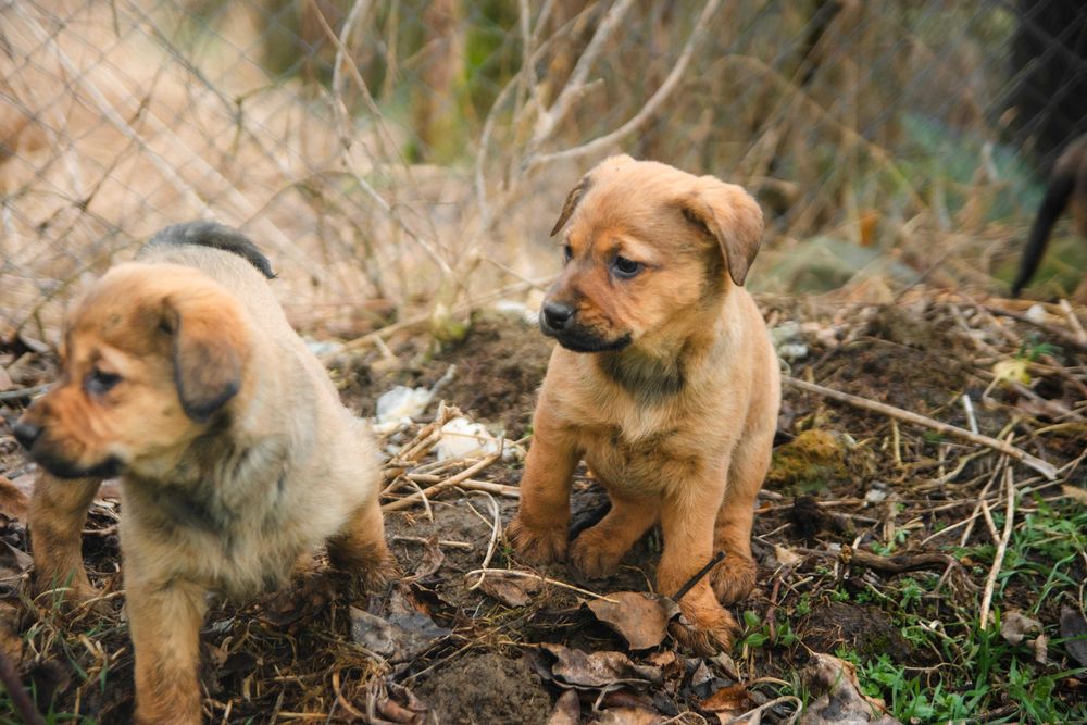 Catelusi in cautare de stapan  foarte jucausi