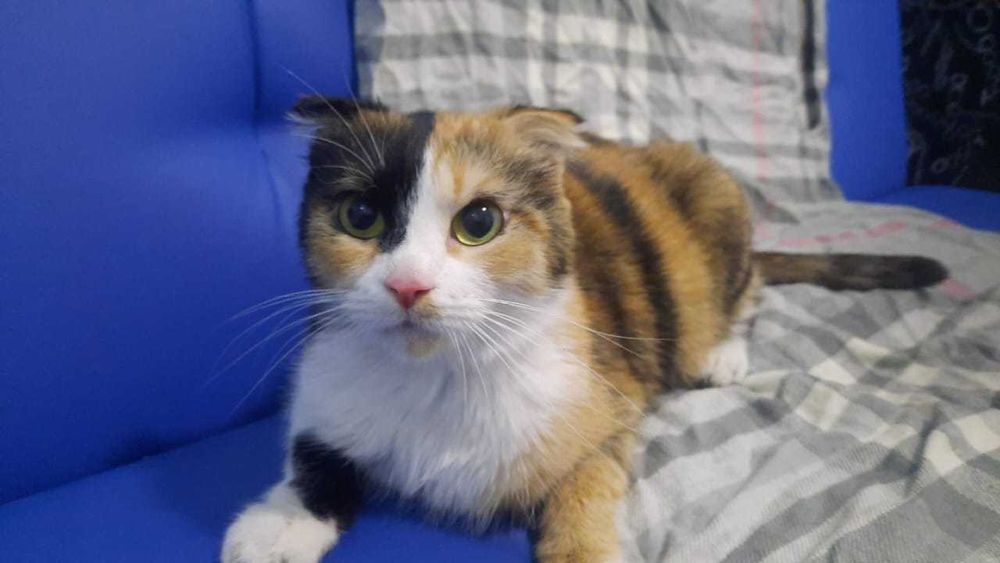 Трехцветное счастье в ваш дом