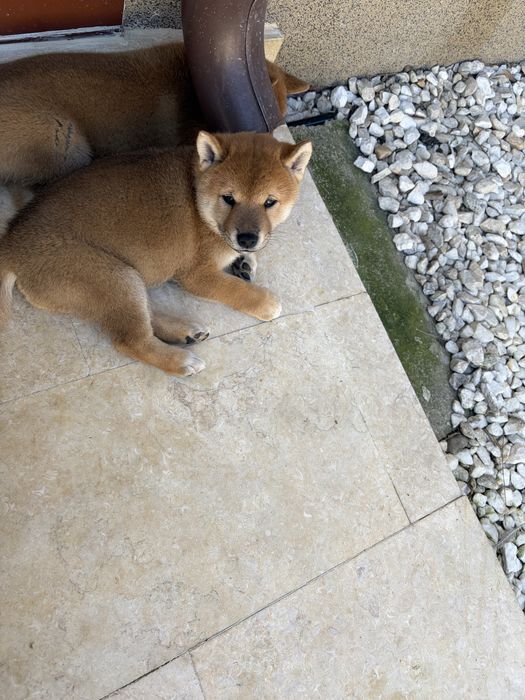 Catel Shiba Inu