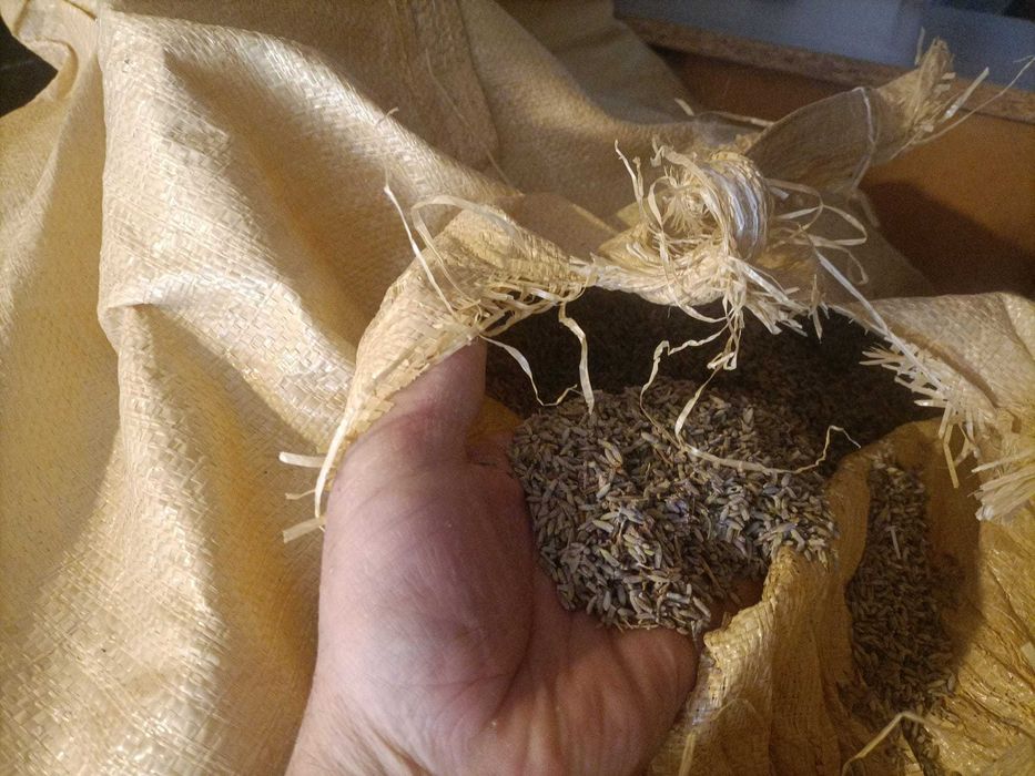 vand lavanda uscata en gros