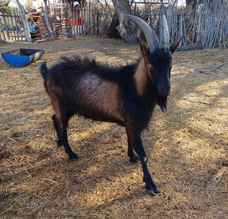 Теке, лақ сатылады.