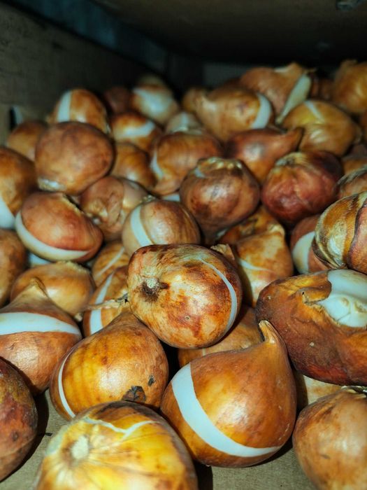 Bulbi de lalele si narcise. Lichidare stoc. Pret engros de extrasezon.