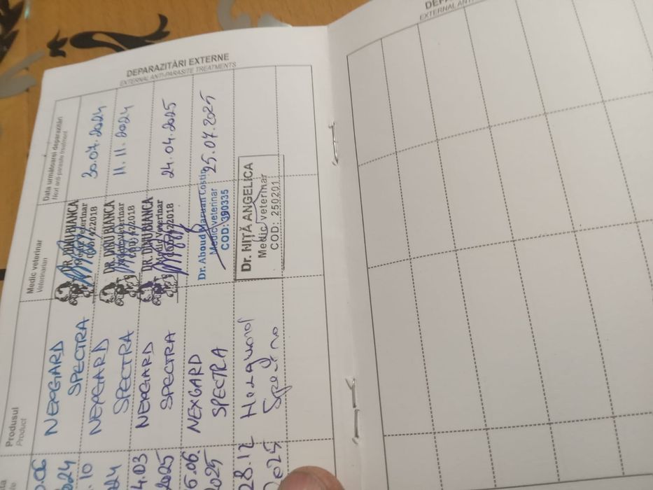 Vănd cătelusă Bishon maltez