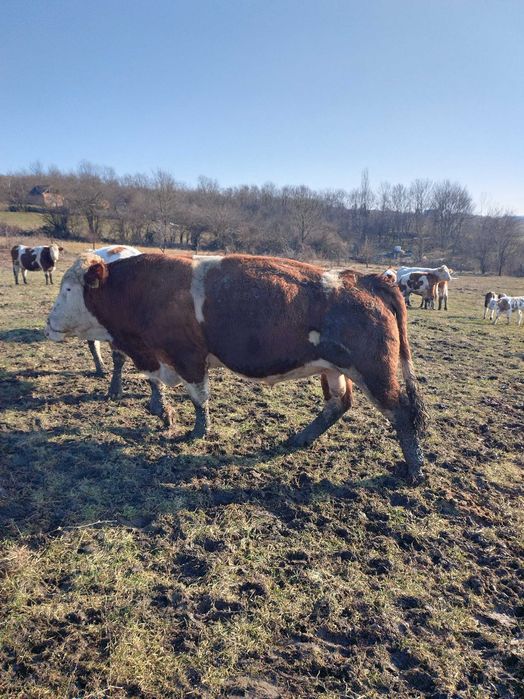 Taur Baltata Ungurească