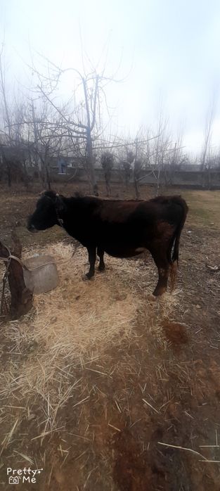 Sigir sotladi bugoz 7 oylik