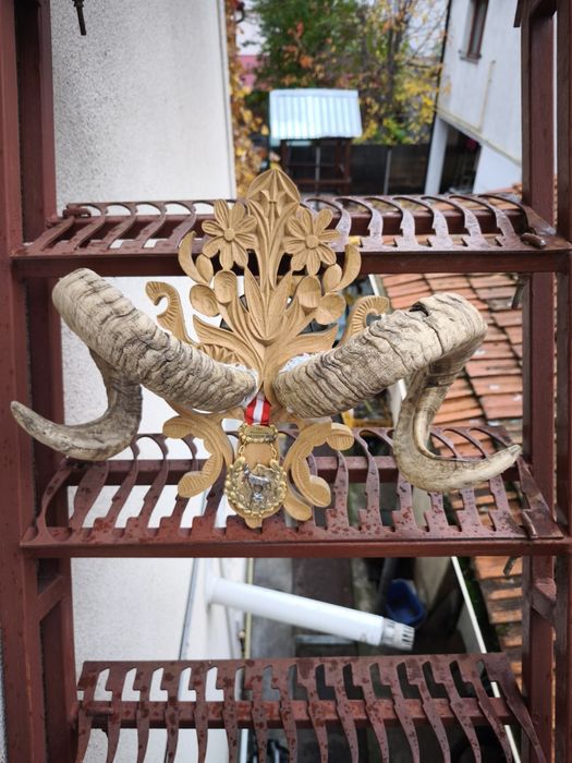 Vand coarne berbec naturale decor perete