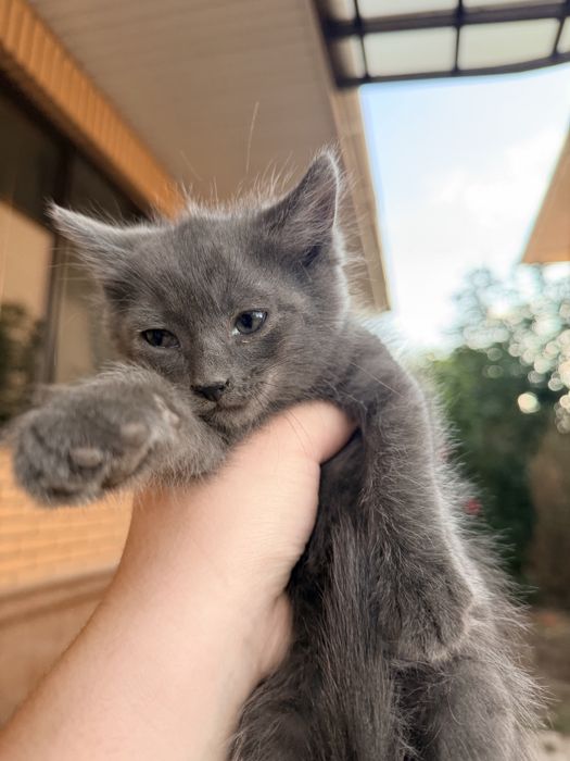 Котята 2 месяца мальчики