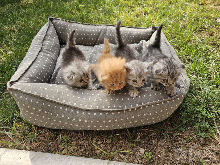 Котята от шотландской вислоухой (скотиш фолд)