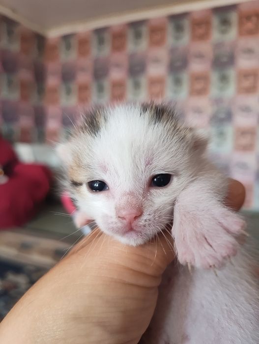 Отдам трёх котят