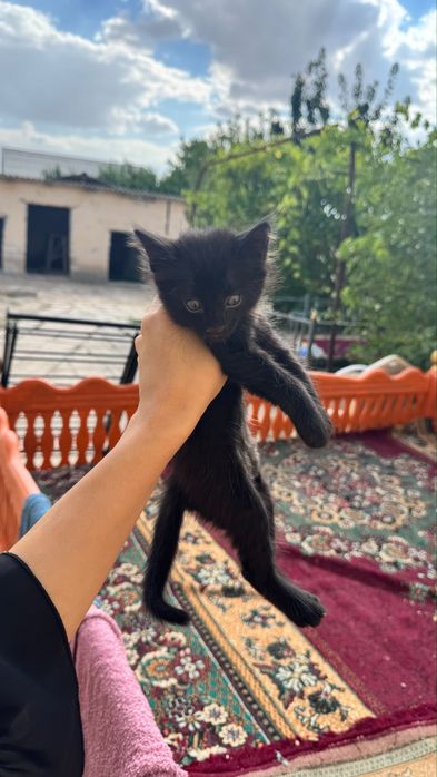 кишкентай мысыктар тегин
