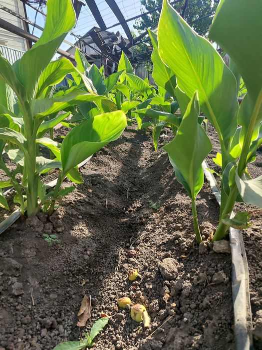 Гүл, Цветы Канн..