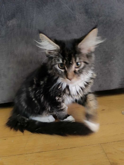 Котенца мейн куун