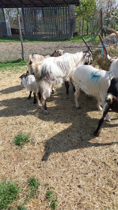 Vand 5 capre 1 tap si 8 iezi