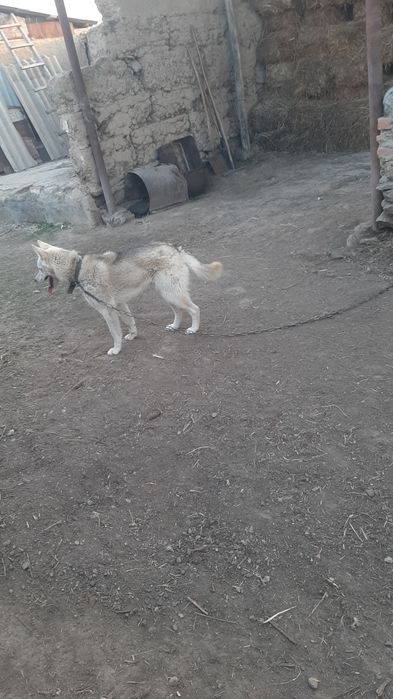 Лайка 1 жасар еркек