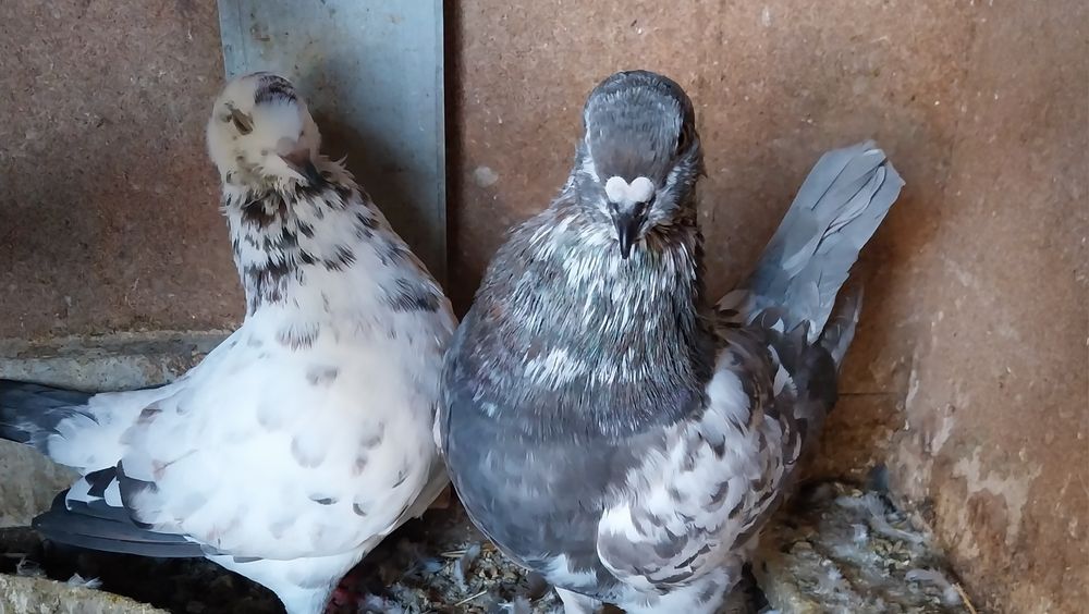 King Porumbei - 100 lei