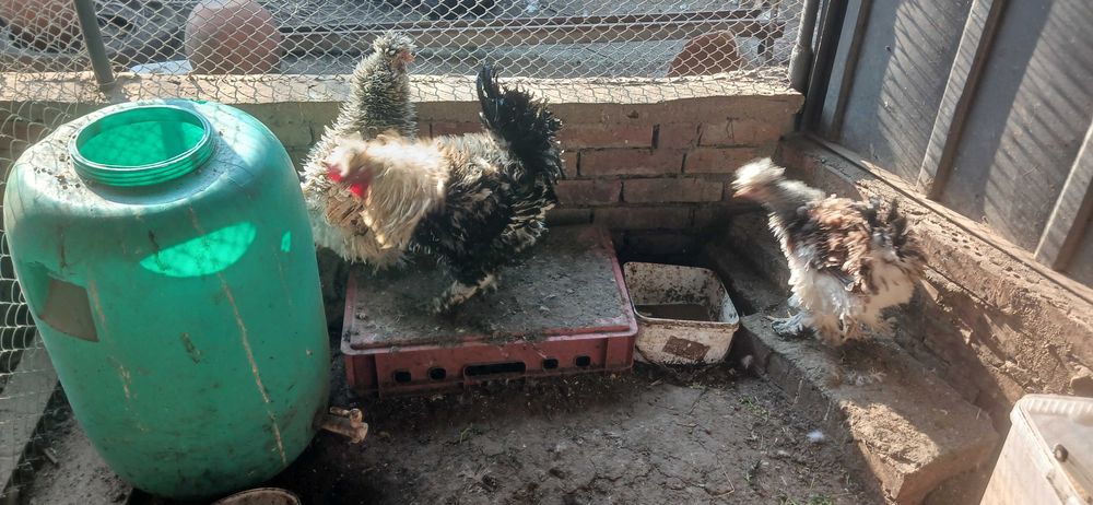 Мини кохин петлета и къдрави