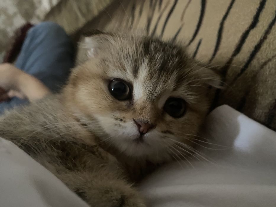 Goli loli mushuk suratini korsatdi