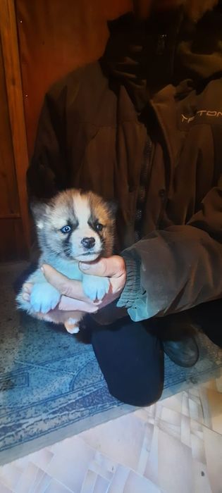 Продам щенков  хаски