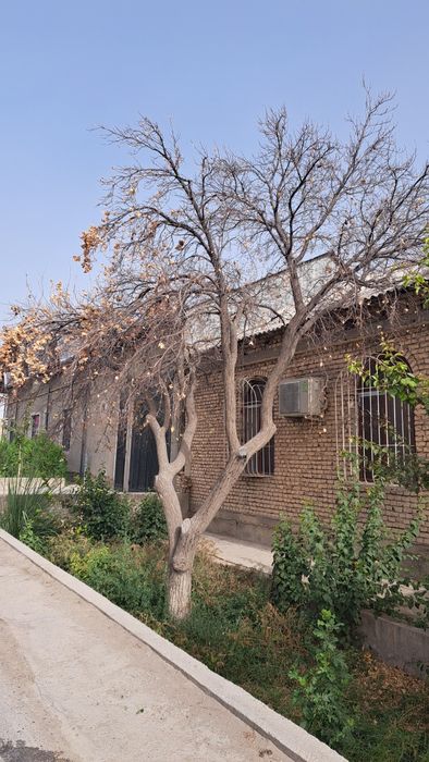 Продоётся дарахт