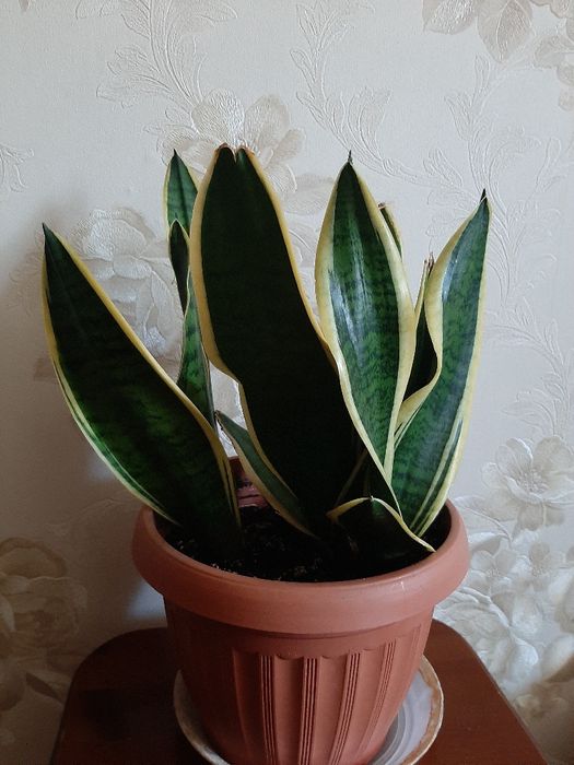 Сансивиерия (Sansevieria)