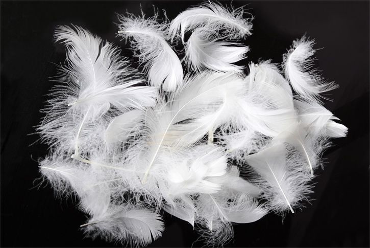 Пух перо гуся домашнего.