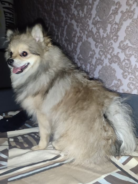 Померанский шпиц вязка