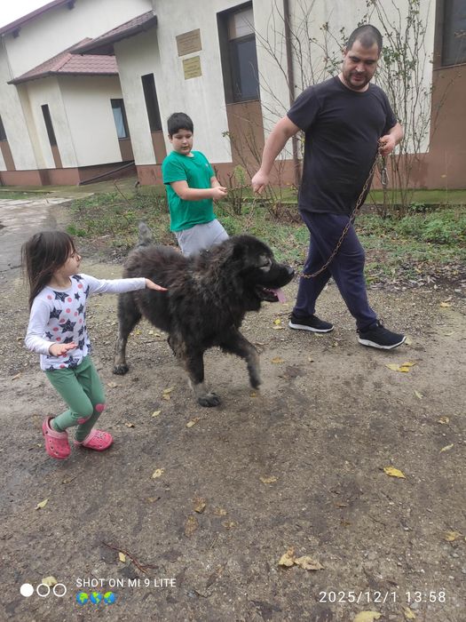 Ciobanesc caucazian de pază 4 ani