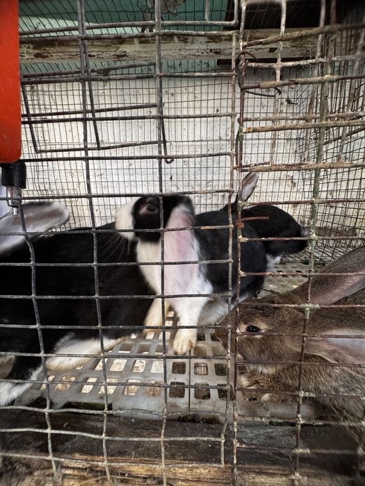 Velikan va Panda zotli quyon bolalari sotiladi — 5 kg gacha o'sadi!