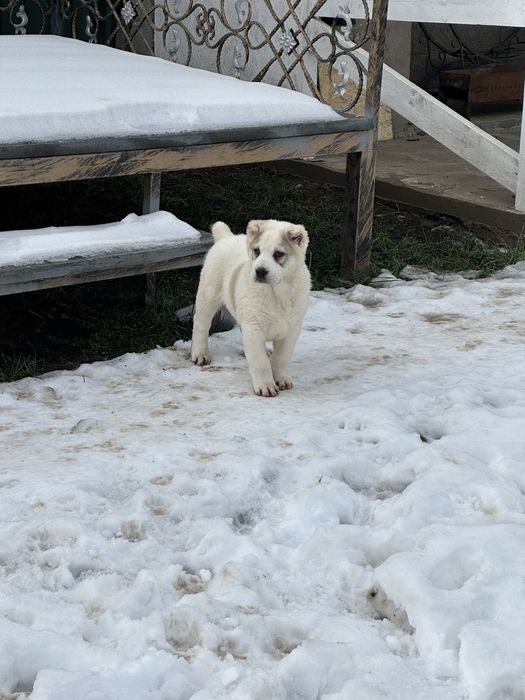 Продажа щенки Алабай (САО)