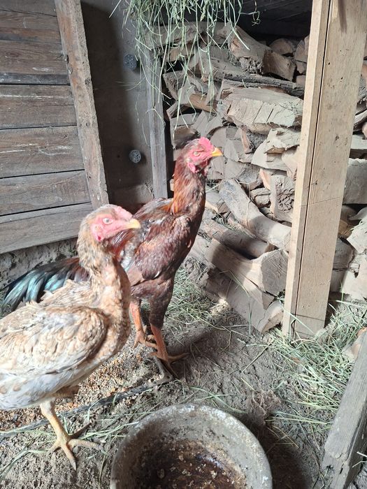 Продам даканок несутся