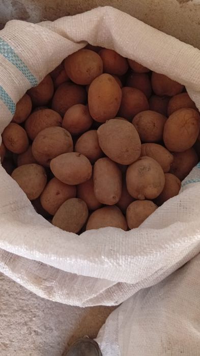Vând cartofi pentru porci