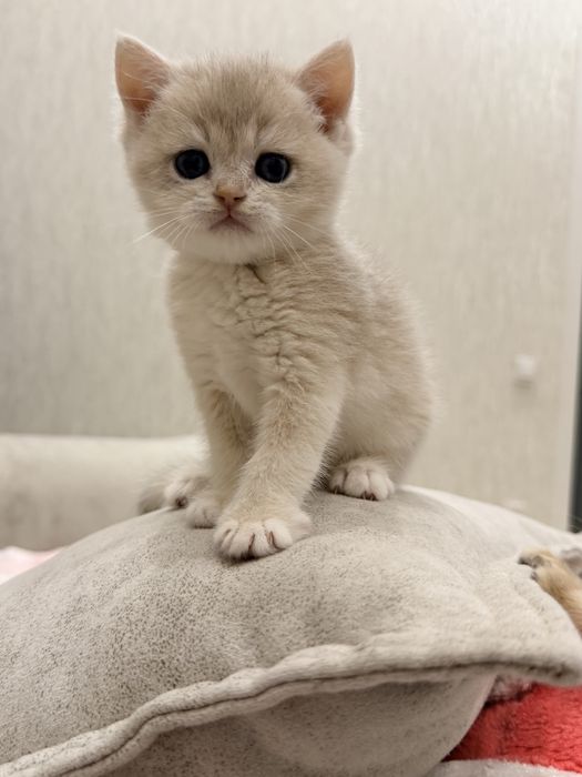 На продаже шикарный котята