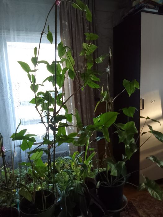 Продам комнатные цветы