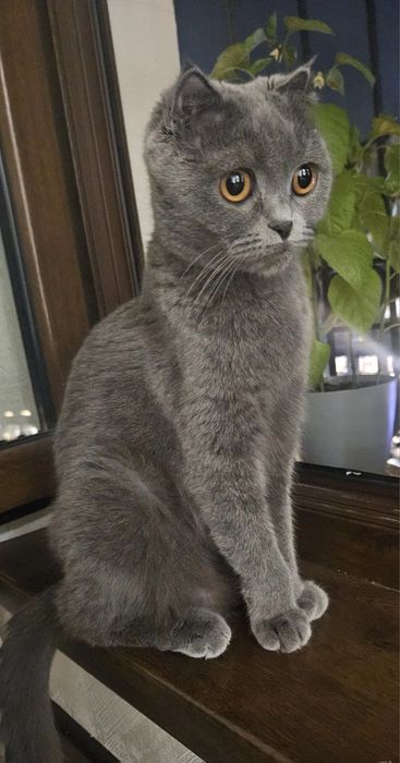 Кошка скоттиш фолд