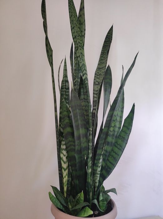 Сансевиерия Винтергрин.