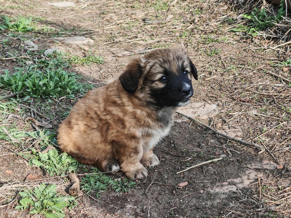 Отдам щенков маленькой породы