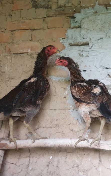 Дакан қораз тауықтарымен