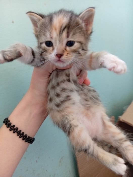 Отдаю котят бесплатно срочно