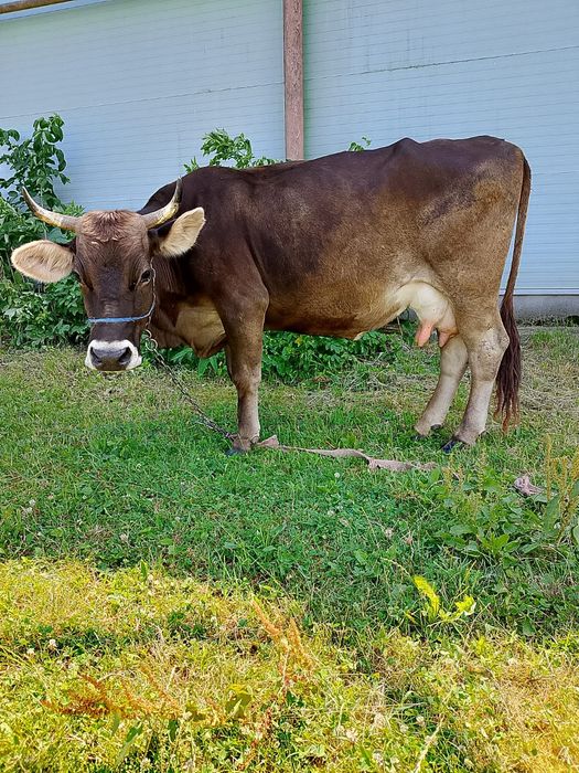 De vânzare o vaca bruma de mara mureș