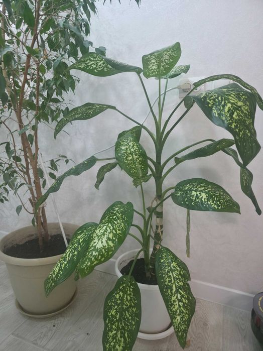 Комнатный цветок